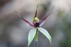 Caladenia macrostylis