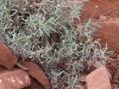 Melampodium leucanthum