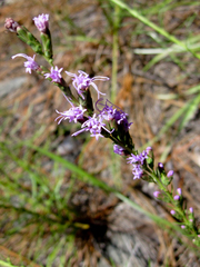 Liatris microcephala