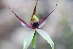 Caladenia macrostylis