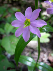 Sabatia capitata