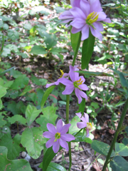 Sabatia capitata