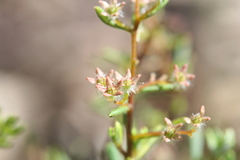 Trymalium angustifolium