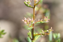 Trymalium angustifolium