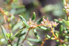 Trymalium angustifolium