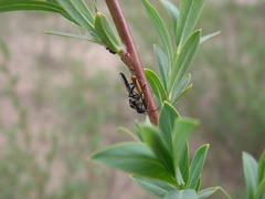 Bibio albipennis