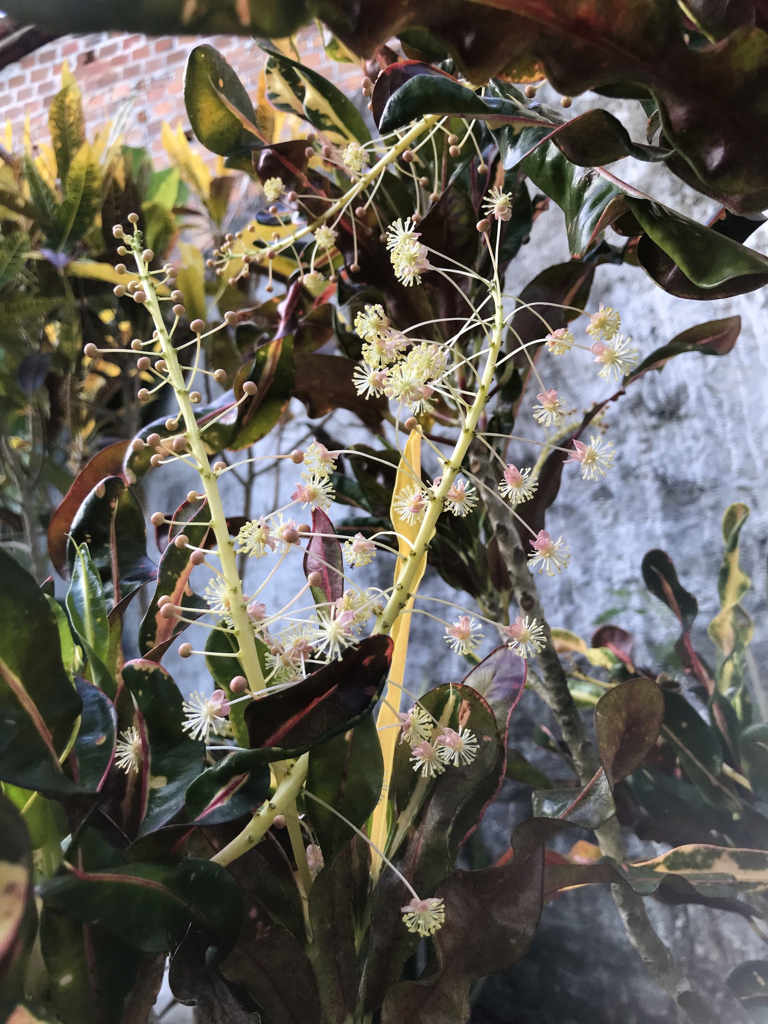 Codiaeum variegatum
