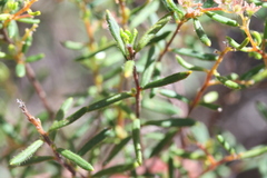 Trymalium angustifolium