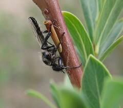 Bibio albipennis