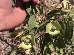 Gossypium sturtianum