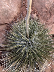 Yucca angustissima