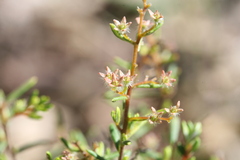 Trymalium angustifolium
