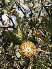 Quercus ithaburensis macrolepis