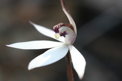 Caladenia saccharata