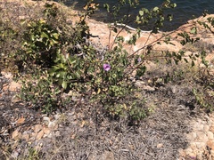 Gossypium sturtianum
