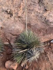 Yucca angustissima