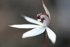 Caladenia saccharata