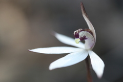 Caladenia saccharata
