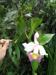 Sobralia decora