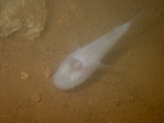 Blind Gudgeon photo 3