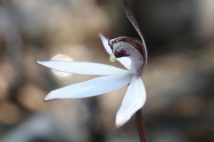 Caladenia saccharata