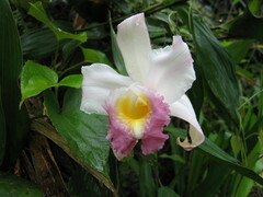 Sobralia decora