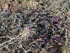 Astragalus palmeri