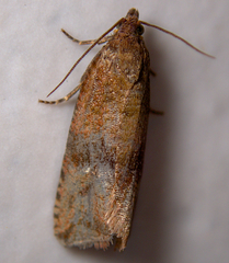 Celypha