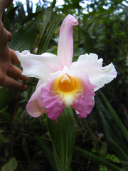 Sobralia decora