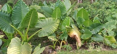 Alocasia macrorrhizos