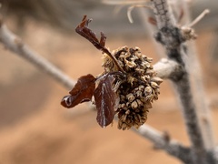 Fraxinus anomala