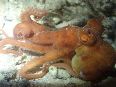 Callistoctopus