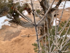 Fraxinus anomala