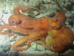 Callistoctopus
