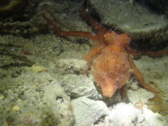 Callistoctopus