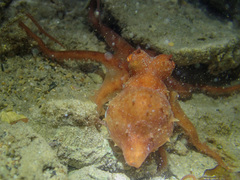 Callistoctopus