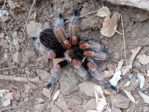 Mexican Orange Beauty Tarantula