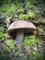 Porphyrellus