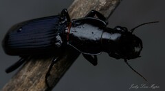 Hyperion schroetteri