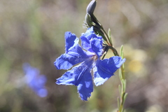 Lechenaultia biloba