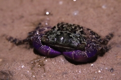Metopograpsus frontalis