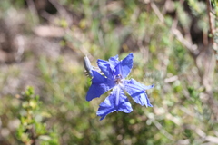 Lechenaultia biloba