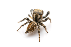 Habronattus cambridgei