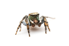 Habronattus cambridgei