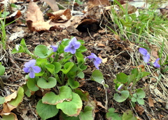 Viola labradorica