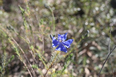 Lechenaultia biloba