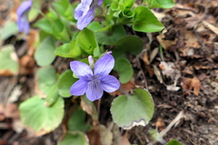Viola labradorica