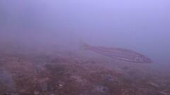 Sillaginodes punctatus