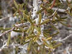 Cercocarpus intricatus