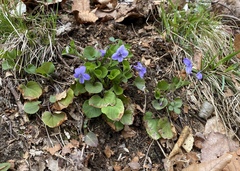 Viola labradorica